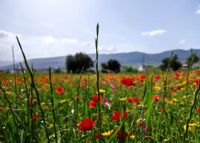 Andalusian Experience