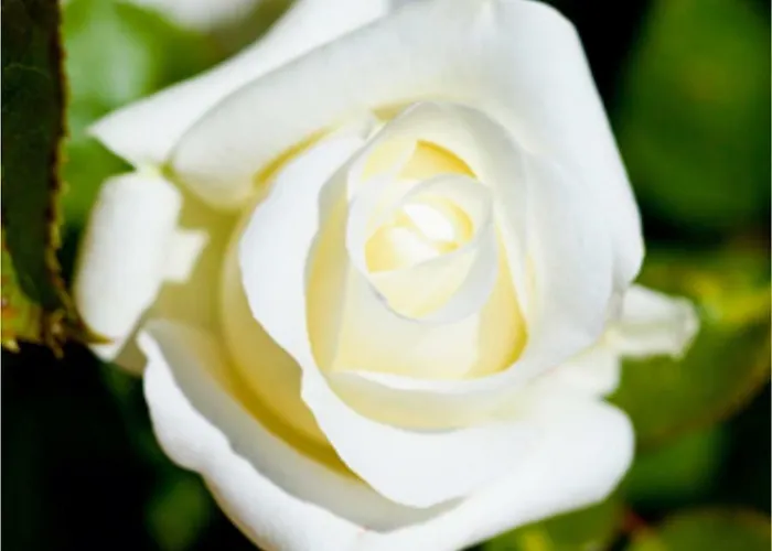 Βίλα Andalusian Experience Ρόντα